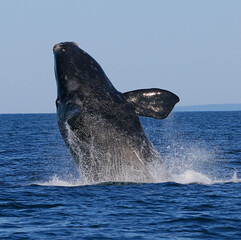 North Atlantic Right Whale breaching - Bay of Fundy, Canada