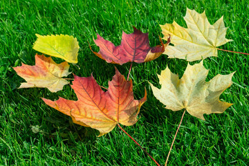 Autumn leaf maple  green grass.