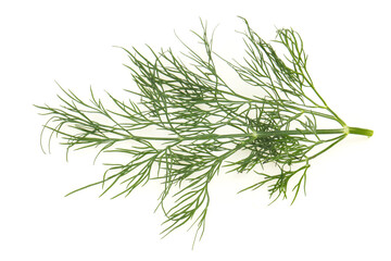 Fresh green dill herb branch