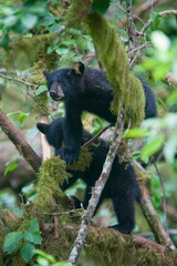 Black Bear, Alaska