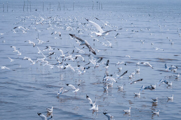 Seagull flying in the sky. Selective focus