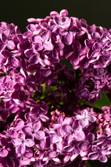 Beautiful flowers. Macro view of lilac bouquet on abstract background. banner. place for text. copy space.