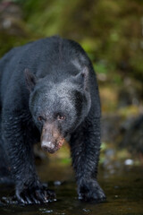 Black Bear along Salmon Stream, Alaska