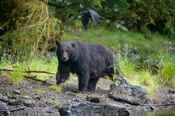 Fototapeta na wymiar Black Bear along Salmon Stream, Alaska