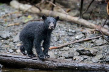 Black Bear Cub, Alaska