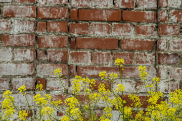 Small yellow flowers on a brick wall background. Texture