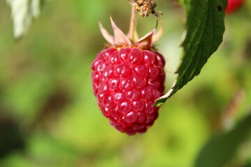 close up of ripe raspberry