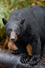 Black Bear on Log, Alaska