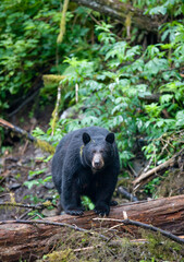 Obraz na płótnie Canvas Black Bear in Rainforest, Alaska