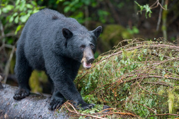 Black Bear Walking on Tree Trunk, Alaska