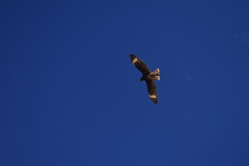 Kite in blue sky