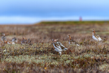 White partridge in summer tundra. White grouse.