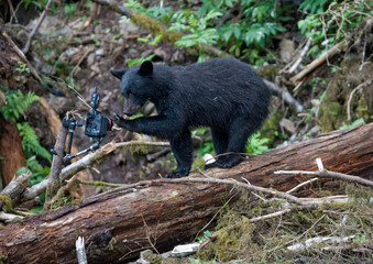 Obraz na płótnie Canvas Black Bear and Remote Camera, Alaska