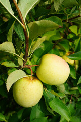 Fresh apples growing on trees at an apple orchard