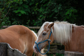 Two beautiful light brown horses