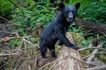 Black Bear in Rainforest, Alaska