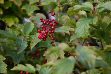 Red viburnum berries in green bush in daylight