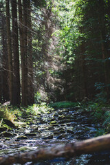 Bachlauf mit Sonnenstrahlen