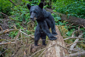 Obraz premium Black Bear in Rainforest, Alaska