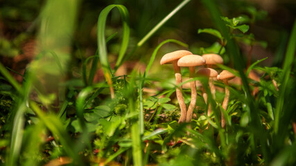 Gosau Geo-Rundweg - Pilze (2020-09)