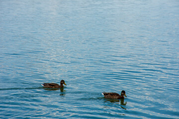 Beautiful colorful ducks swimming in the lake