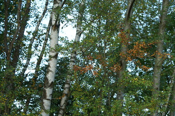 Fototapeta premium Wald und Forst als Wirtschaftsbetrieb und Naturraum mit ökologischen Elementen