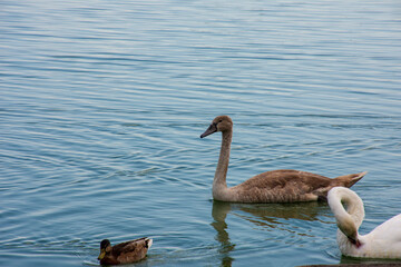 Swans and duck swimming in the lake