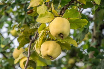 Two ripe quinces on an old quince tree, closeup