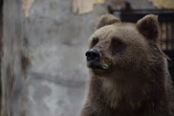 Little Grizzly bear loocking confused