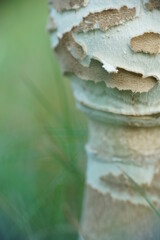 Gemeiner Riesenschirmling im Detail