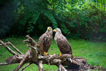 Two eagles on the branch