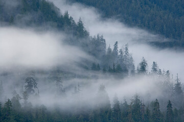 Fog Rolls through Forest, Misty Fjords National Monument,  Alaska