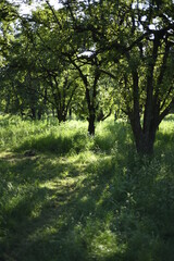 Fototapeta premium morning in the forest at sunset