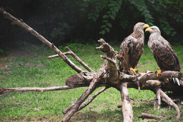 Two eagles on the branch
