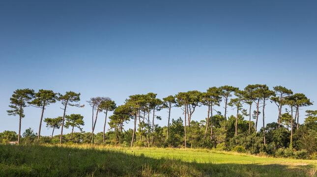 































Pins de Landes bordant le golf

