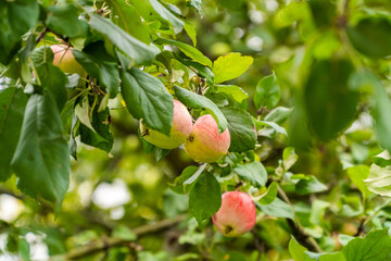 Ripe apples on city trees in early autumn in the courtyards and parks of Kronstadt.