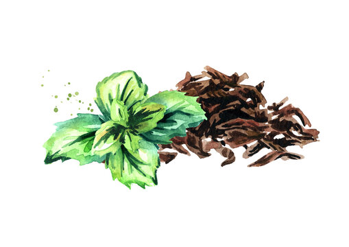 Heap of dry tea leaves and mint. Hand drawn watercolor illustration isolated on white background