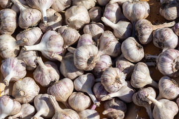 ripe garlic is dried in the sun