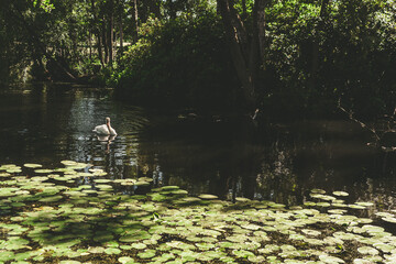 swan on the lake