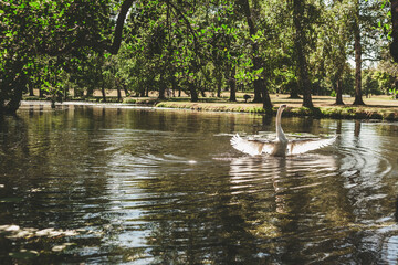 swan on the lake