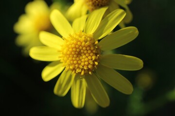 Yellow flower head on the dark background
