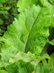 Big green leaves