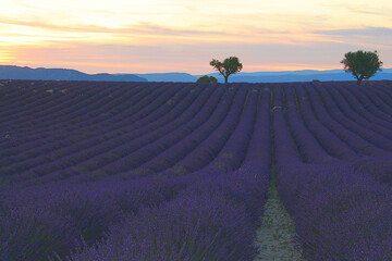 Obraz premium The amazing lavender field at Valensole in the gorgeous provence region in France 