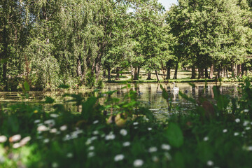 pond in the park