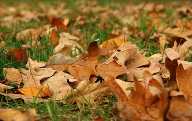 Fallen Leaves