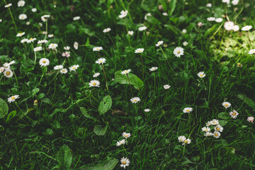 grass and flowers