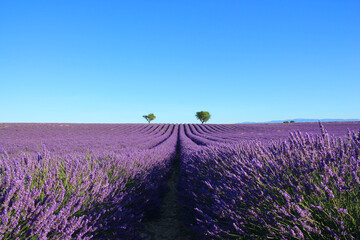 The amazing lavender field at Valensole in the gorgeous provence region in France
