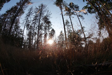 Bezaubernder Morgenstimmung im Wald