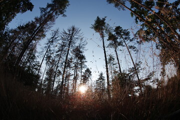 Obraz premium Bezaubernder Morgenstimmung im Wald
