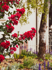 (Lagerstroemia indica) Crape myrtle tree with carmine or red rocket panicles of crinkled flowers...